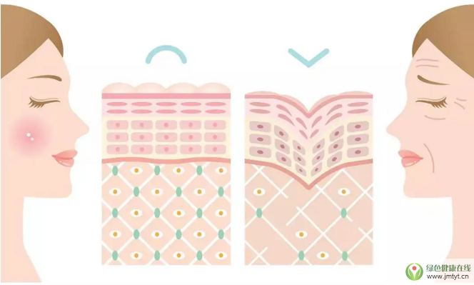 小分子肽原蛋白肽的功能与特点,胶原蛋白肽品牌